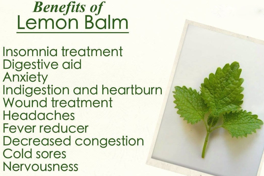 Lemon Balm Tincture (Alcohol-Free) - 2 oz