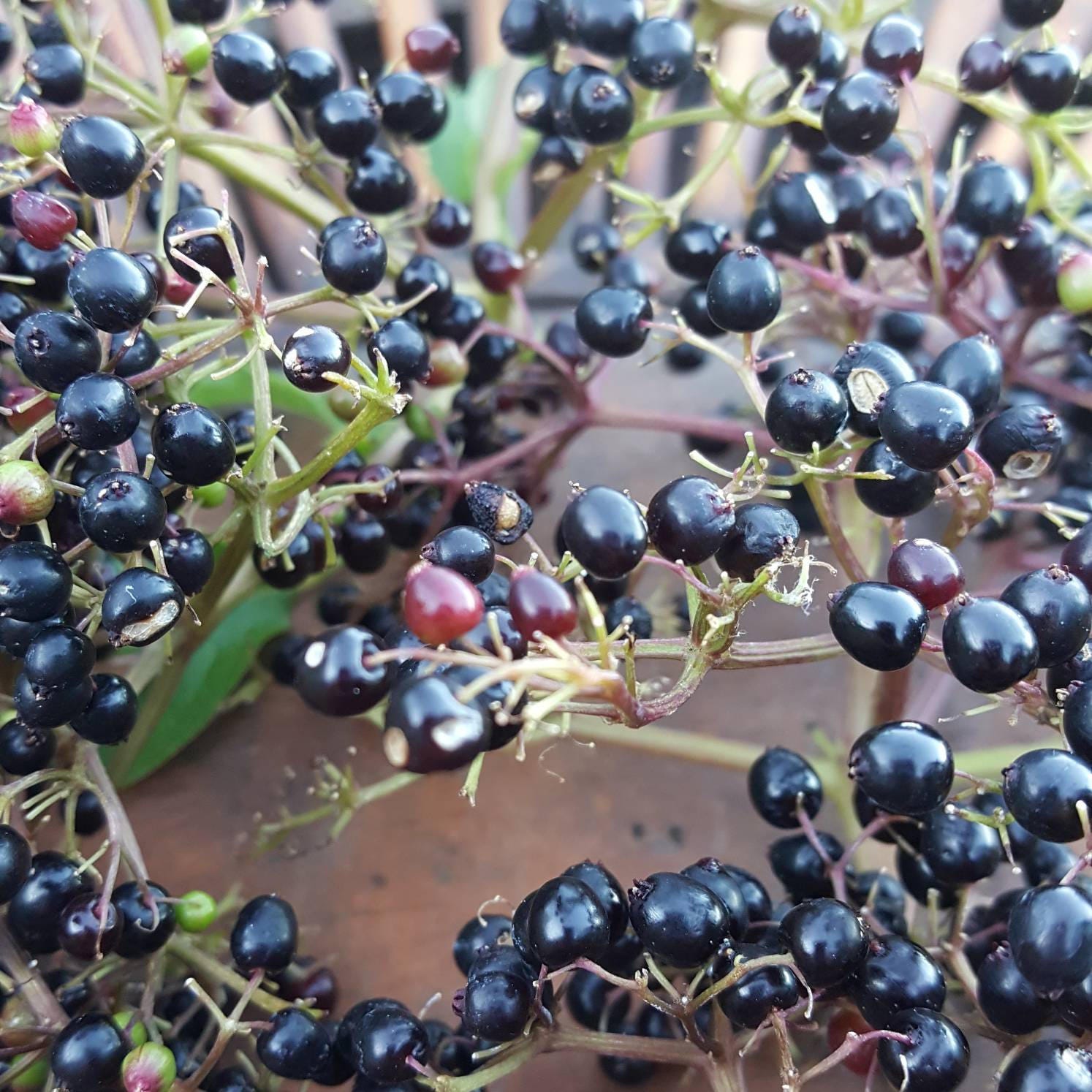 Elderberry Extract 8 oz. DIY Self Care  For Kids or Adults Alcohol Free with Free Shipping Immune Boosting for Cough and Colds and Flu