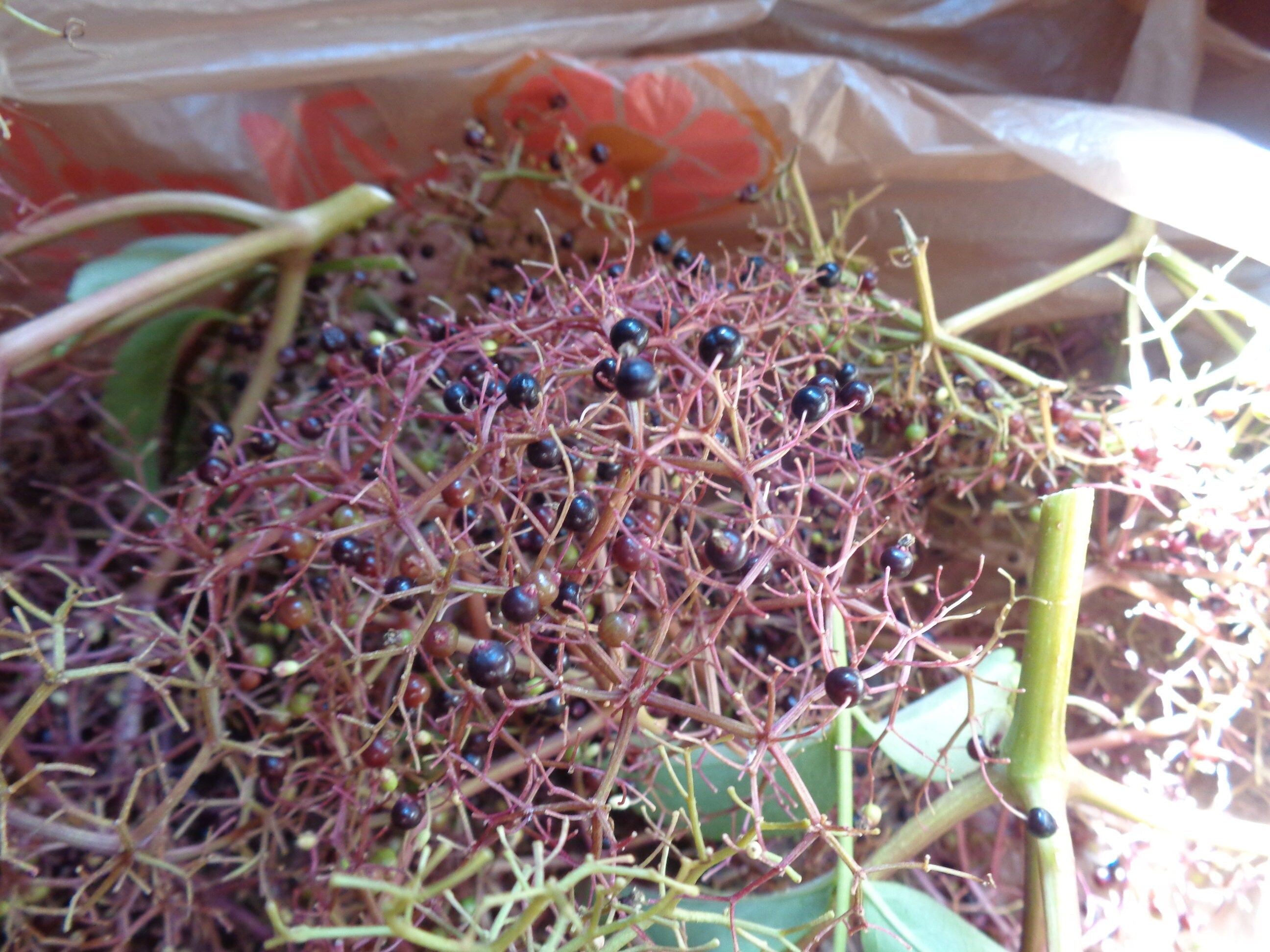 Elderberry Glycerin Tincture For Kids or Adults Alcohol Free  4 oz. for Cough and Colds and Flu