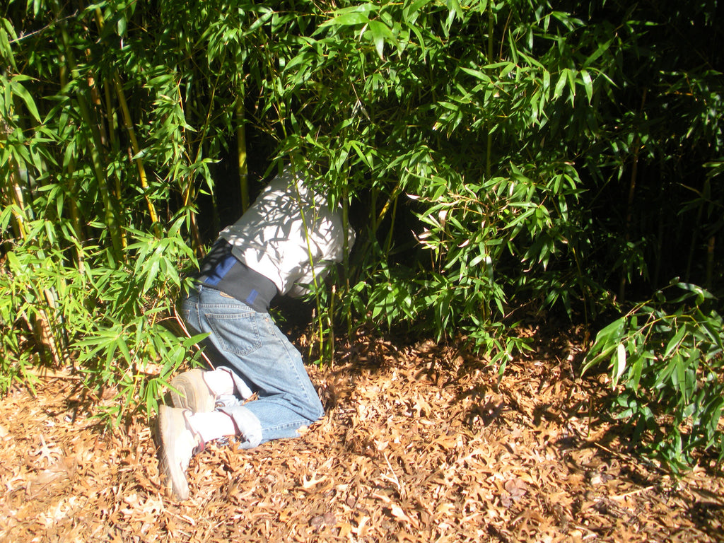 Bamboo & Lemon Peel Tincture 70%Silica for Hair,skin,Nails,Teeth Cardiovascular Wellness FREE SHIPPING