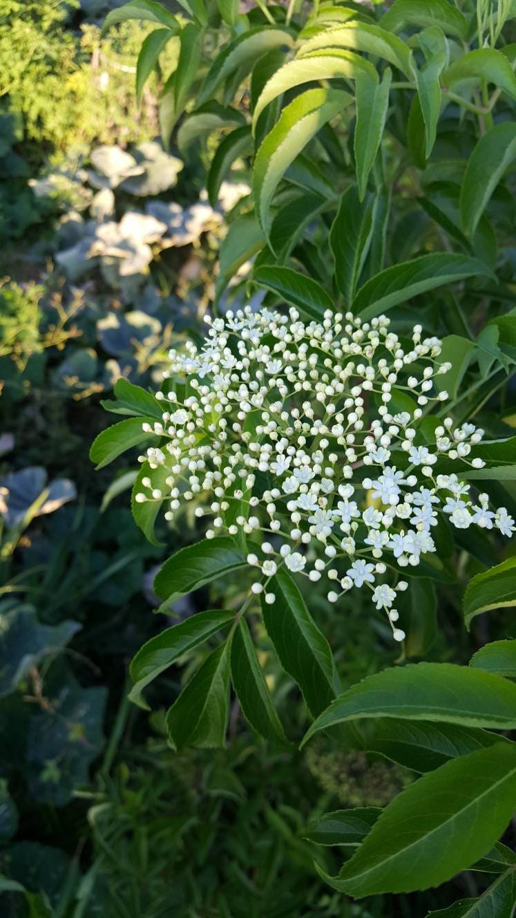 Elderberry Glycerin Tincture For Kids or Adults Alcohol Free  4 oz. for Cough and Colds and Flu