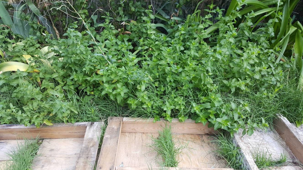 Women's helper loose leaf herbal DIY Self Care tea blend menopause stress fighter hot flash tea