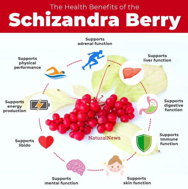 Schisandra Berry Extract Immune Support Herbal Liquid Extract Tincture for Herbal Allergy helper