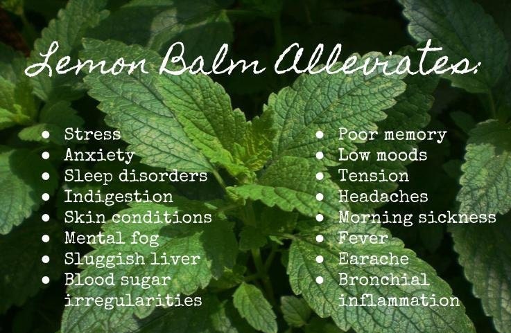 Lemon Balm Tincture (Alcohol-Free) - 2 oz