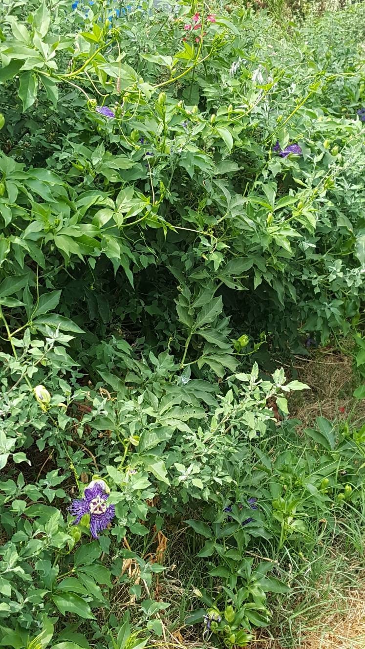 Women's helper loose leaf herbal DIY Self Care tea blend menopause stress fighter hot flash tea