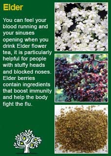 Cold and Flu Immunity Herbal Tea Blend - 1 oz