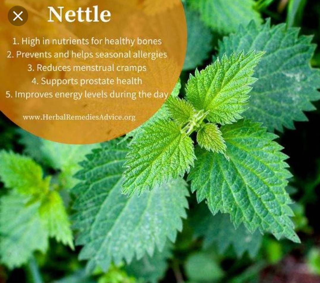 Sting Nettle leaf from Texas  4 oz. Bulk Herbs DIY Self Care  Urtica dioica