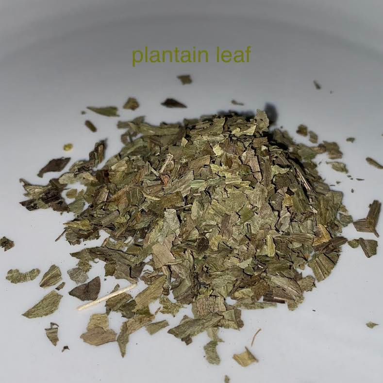 Plantain Organic  Leaf Bulk Herb 2 oz.  grown from Texas Self Care Dried Botanical