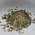Plantain Organic  Leaf Bulk Herb 2 oz.  grown from Texas Self Care Dried Botanical