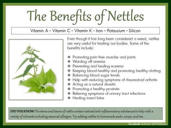 Nettle & Mint Herbal Extract - 2 oz