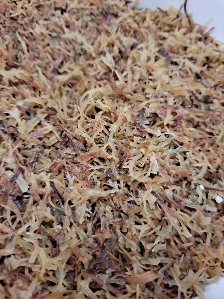 Irish Moss 4 oz. Bulk Herbs Cut and Sifted Irish Moss