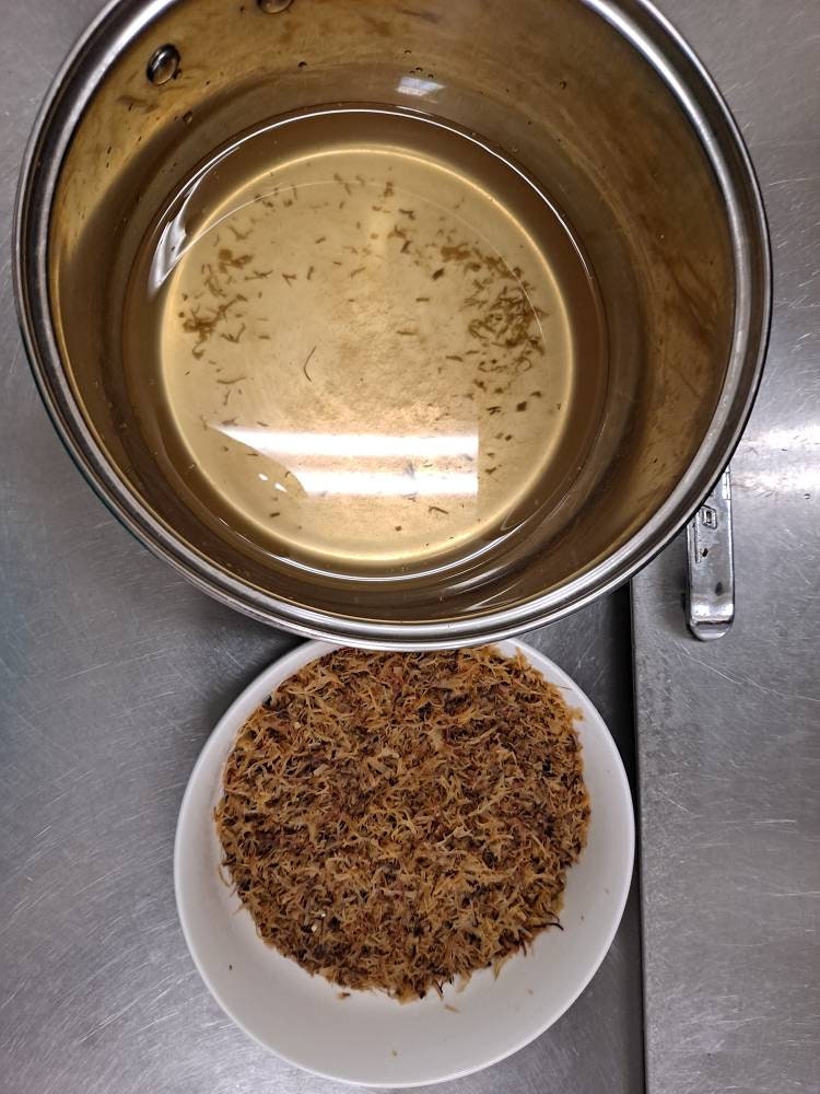 Irish Moss 4 oz. Bulk Herbs Cut and Sifted Irish Moss