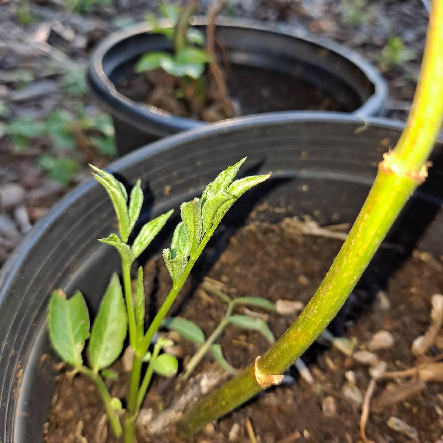 Wild Crafted Elderberries - 2 oz