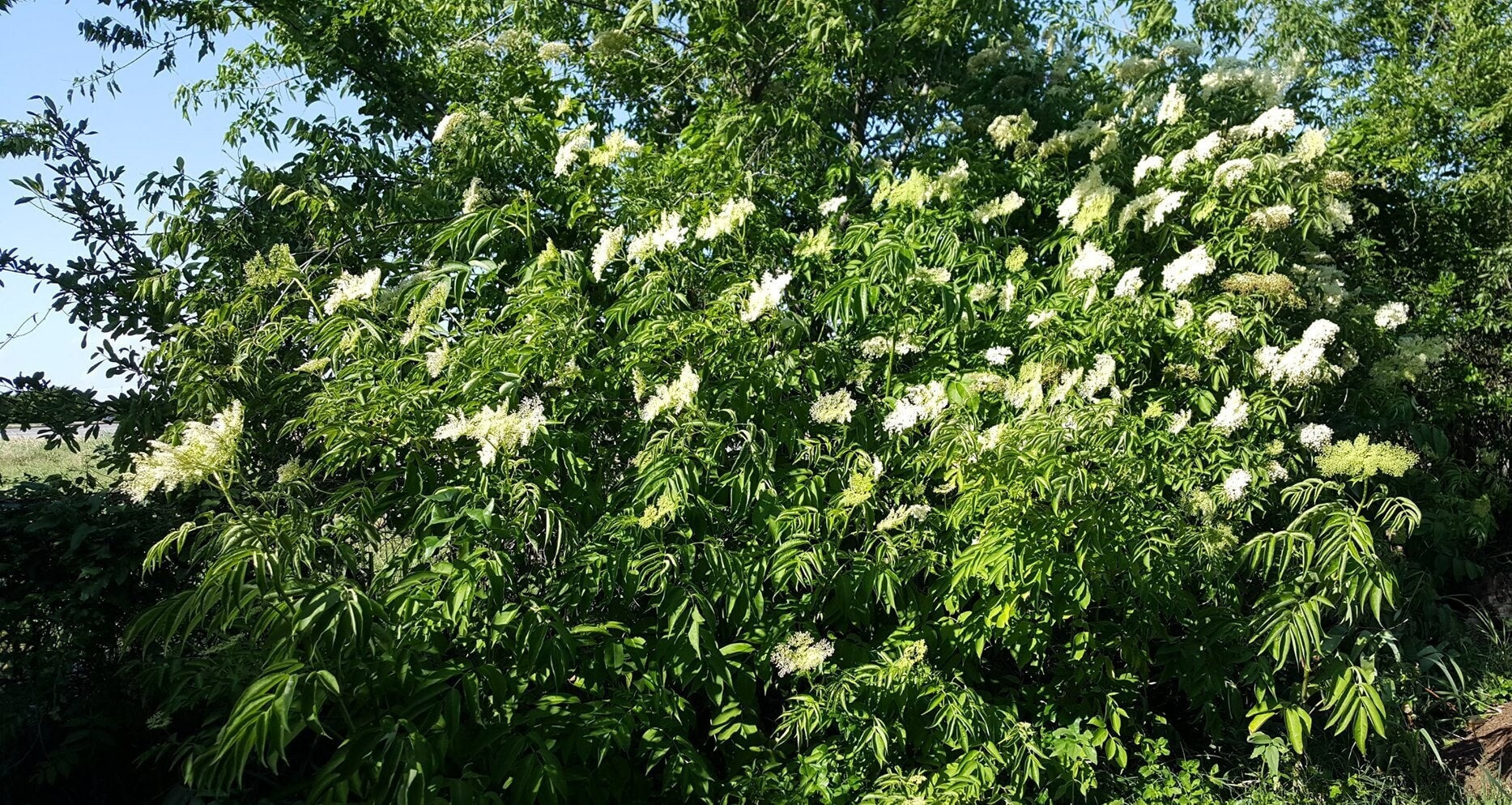 Wild Crafted Elderberries - 2 oz