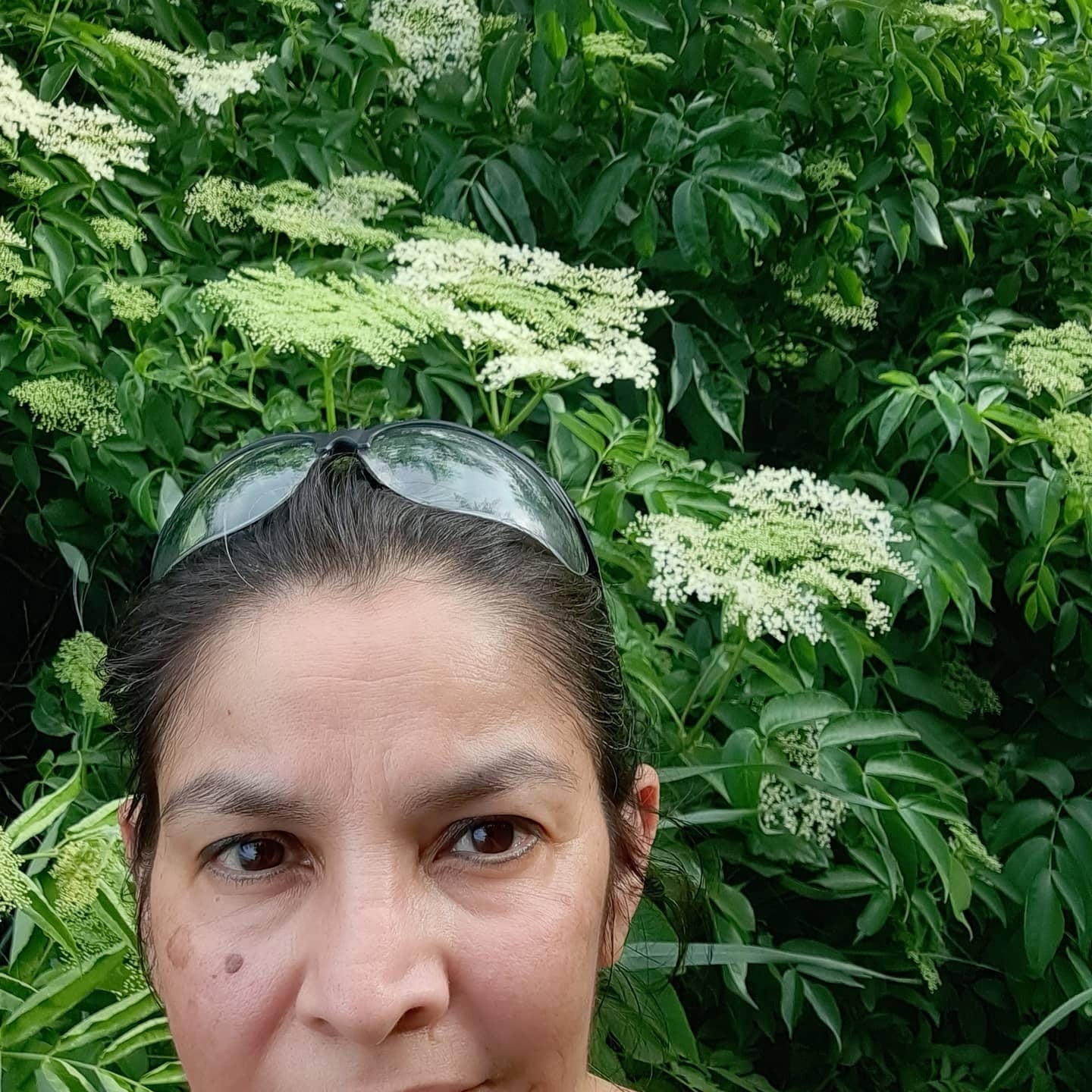 Wild Crafted Elderberries - 2 oz