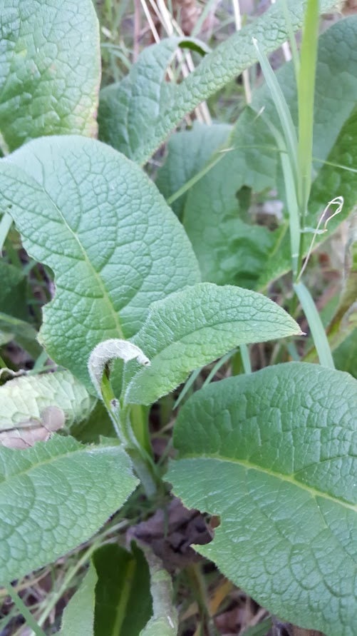 Comfrey  Organic Leaf Bulk Herb 2 oz. grown from Texas self care dried botanical