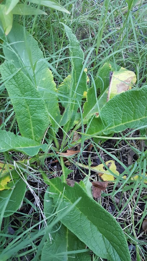 Comfrey  Organic Leaf Bulk Herb 2 oz. grown from Texas self care dried botanical