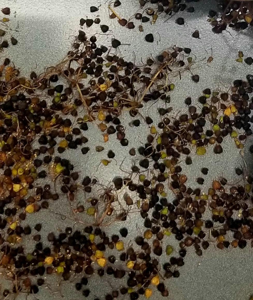 Elder Berries Organic Bulk Herb 2 oz. grown from Texas self care dried botanical
