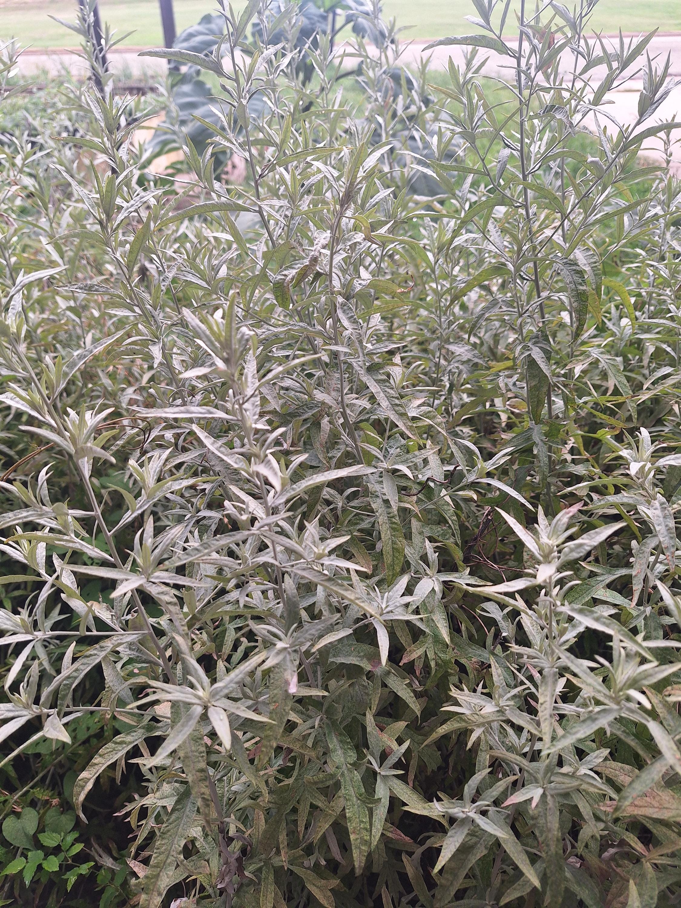 Wildcrafted Mugwort Leaves - 2 oz